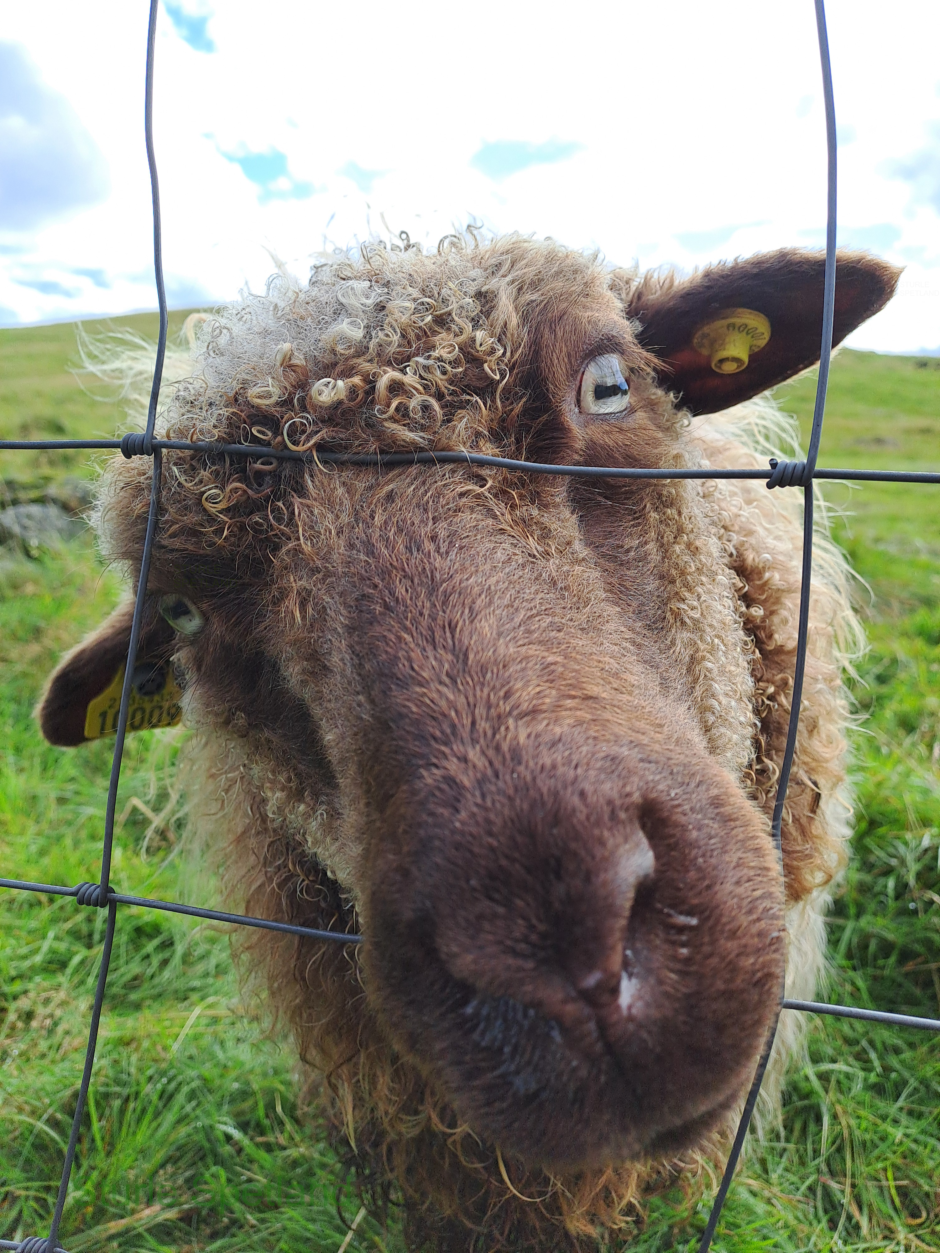 Curious Sheep